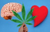 Marijuana Ups Bleeding, CVA Risks in PCI Patients: Registry Data