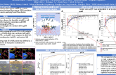 TCT 148: Murray Law-based Quantitative Flow Ratio for Assessment of Left Main Bifurcation derived from a Single Fluoroscopic Angiographic View as Compared to FFRCT