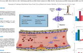 TCT 19: Thrombin Generation and Endothelial Progenitor Cell Function in Patients with Acute Myocardial Infarction Treated with Prasugrel versus Ticagrelor