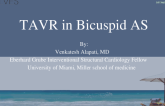 TAVR in Bicuspid AS
