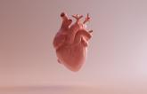Regulating Calcium Could Help Regenerate the Heart