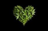 Cannabis Use Doubles the Risk of CV Death: Meta-analysis