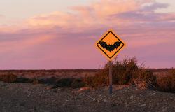 BATMAN Signals New Way to Prevent LVOT Obstruction in High-Risk TMVR Patients