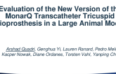 TCT 373: Evaluation of the New Version of the MonarQ Transcatheter Tricuspid Bioprosthesis in a Large Animal Model