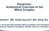 Anatomical Overview of the Mitral Complex