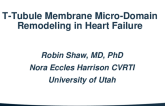 T-Tubule Membrane Micro Domain Remodeling in Heart