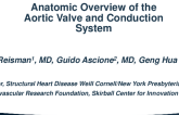 Anatomic Overview of the Aortic Valve and Conduction System